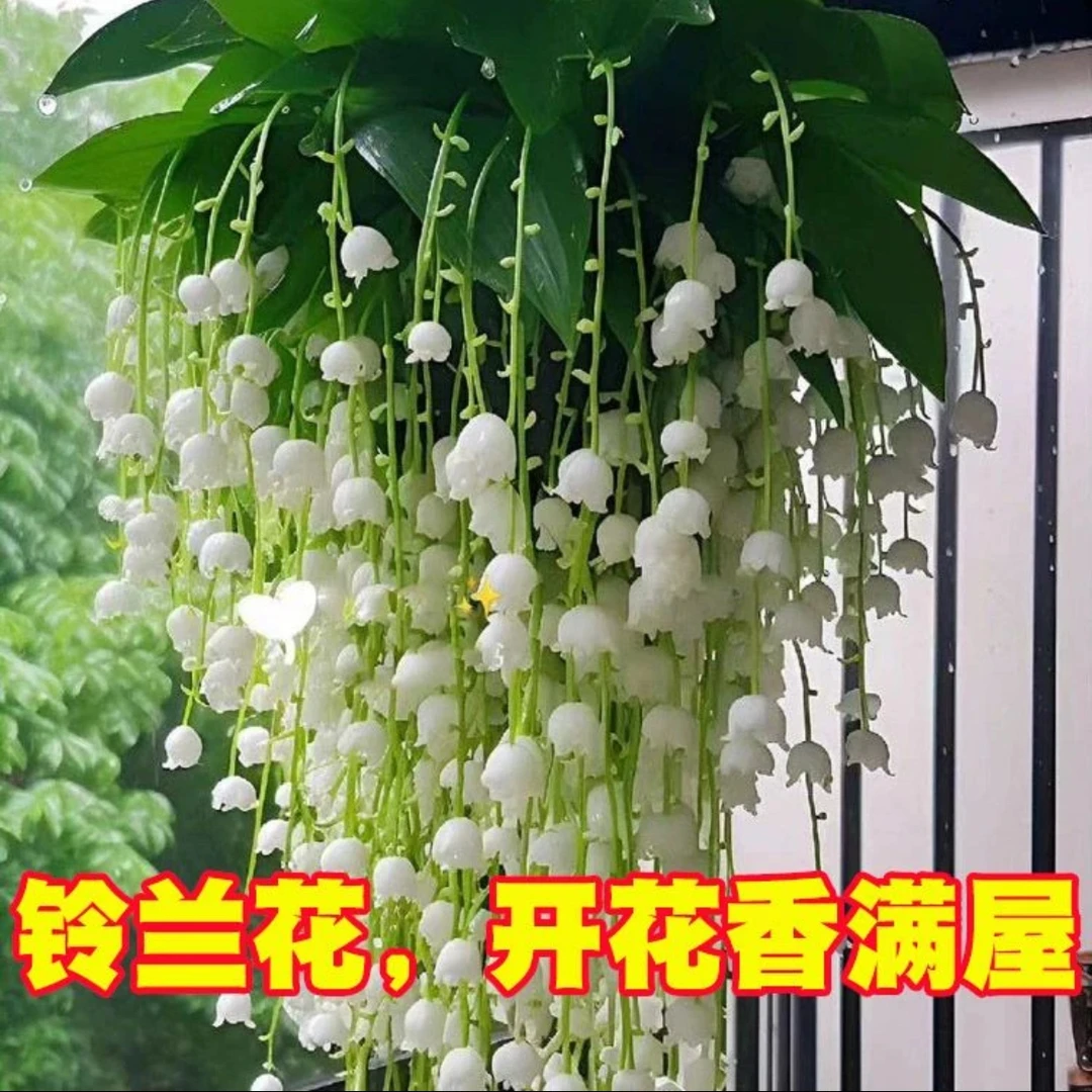 铃兰花盆栽带芽开花浓浓香味耐寒耐冻四季开花绿植