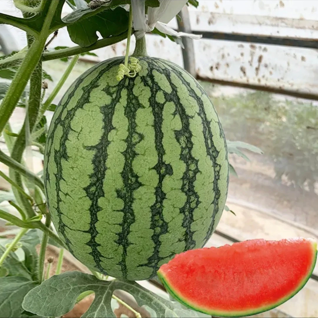 2k西瓜种子 薄皮沙瓤小西瓜种籽早熟瓜果春季四季