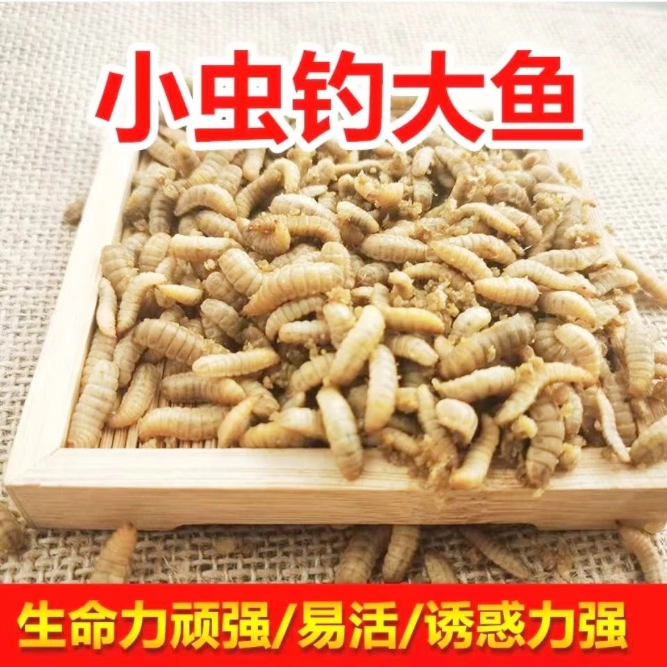 高蛋白活虫钓鱼饵料野钓黑水虻黑坑水库野钓鲫鱼黄辣丁翘嘴腥味