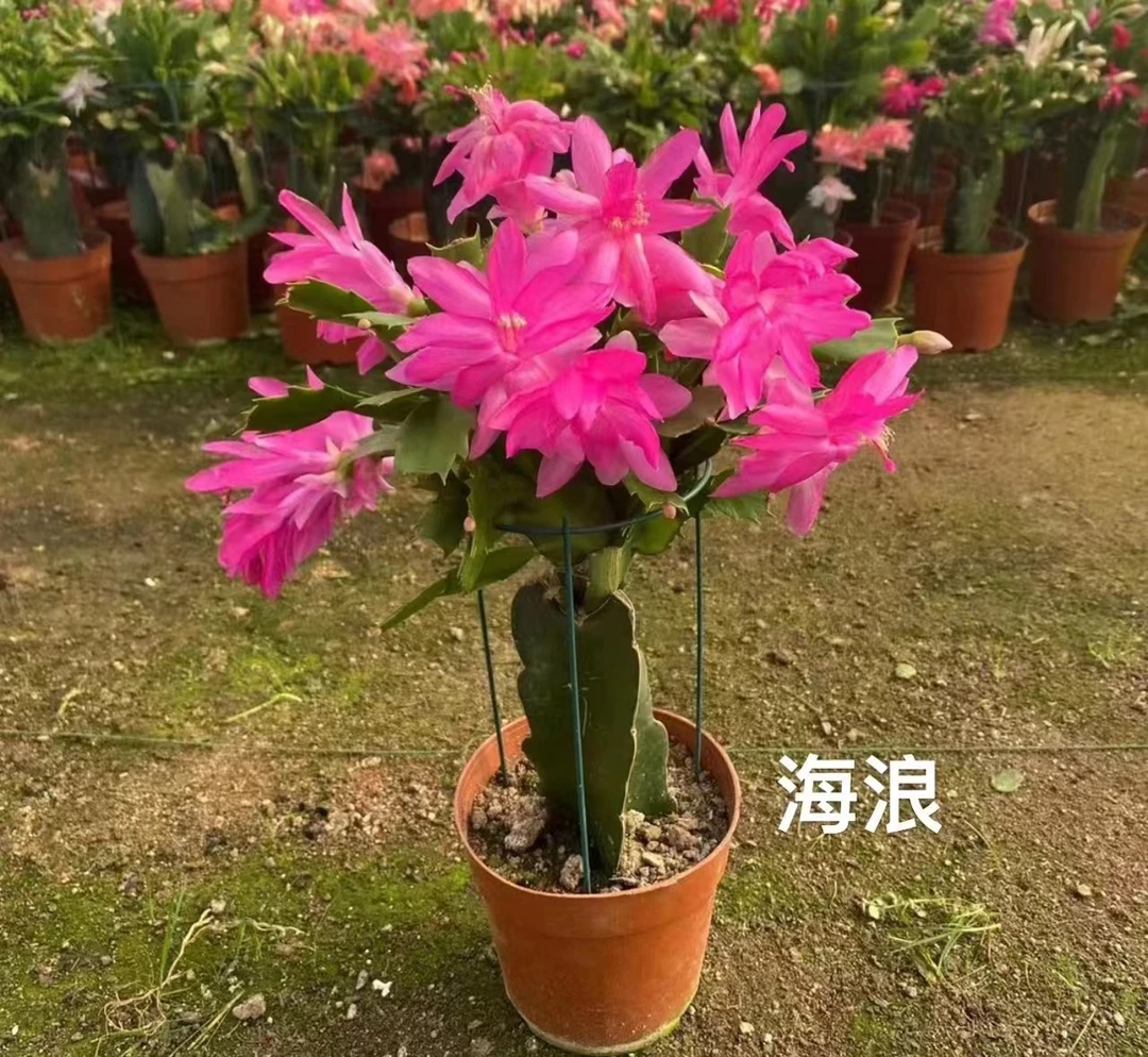 带花苞（粉紫色）嫁接蟹爪兰原盆原土发货海浪沙伦