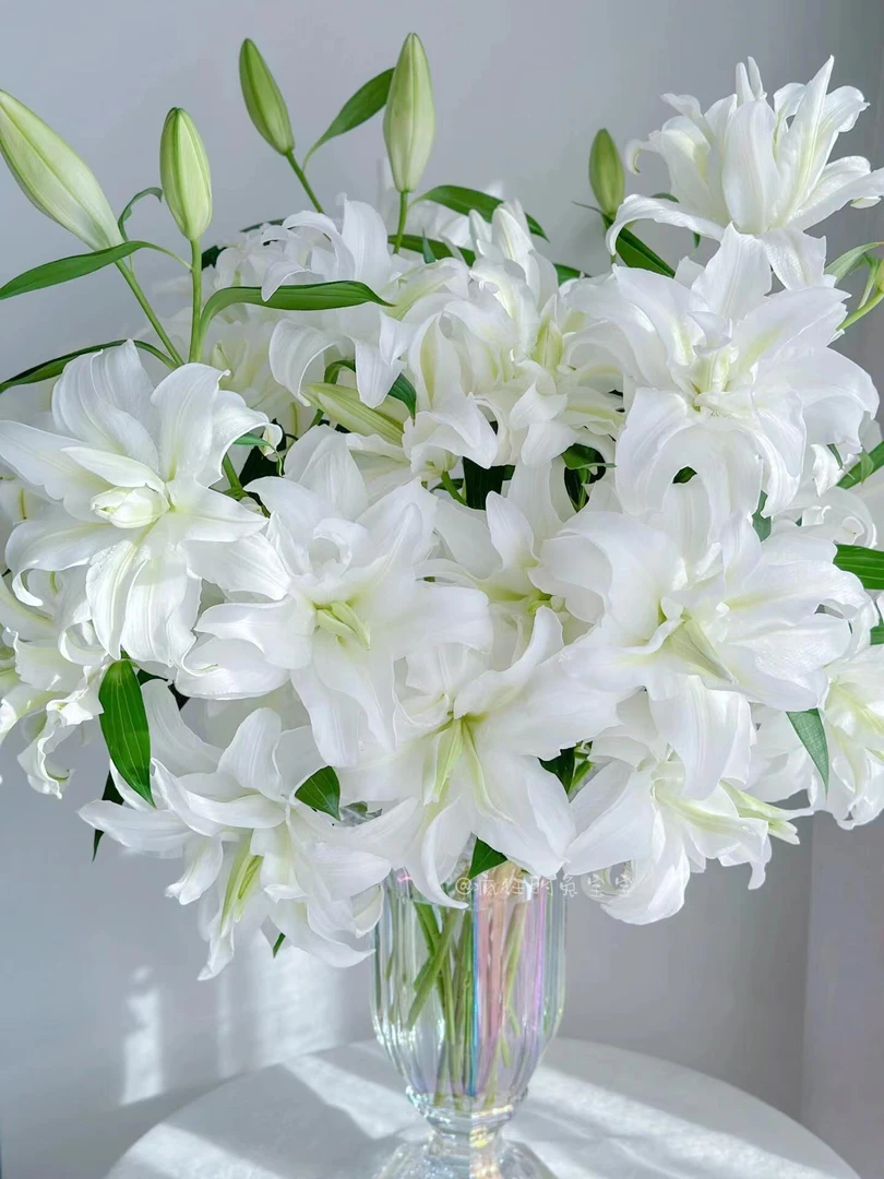 【滑雪板重瓣香水百合】鲜花 发货后不支持仅退款 鲜花盆栽