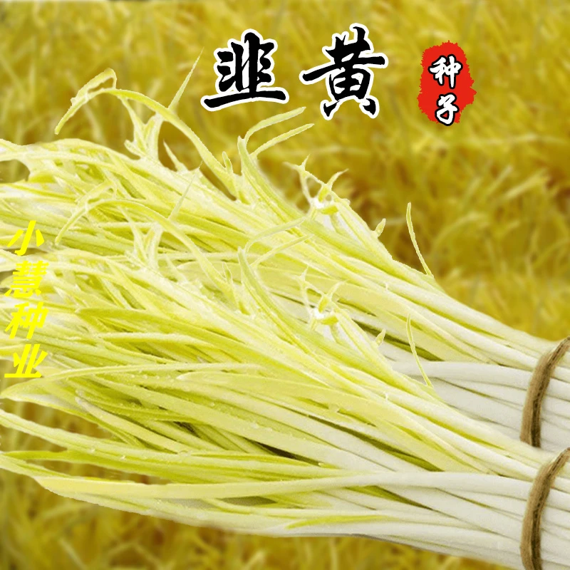 四季高产金杆韭黄农家庭院阳台盆栽蔬菜种子韭菜种籽黄籽韭黄种子
