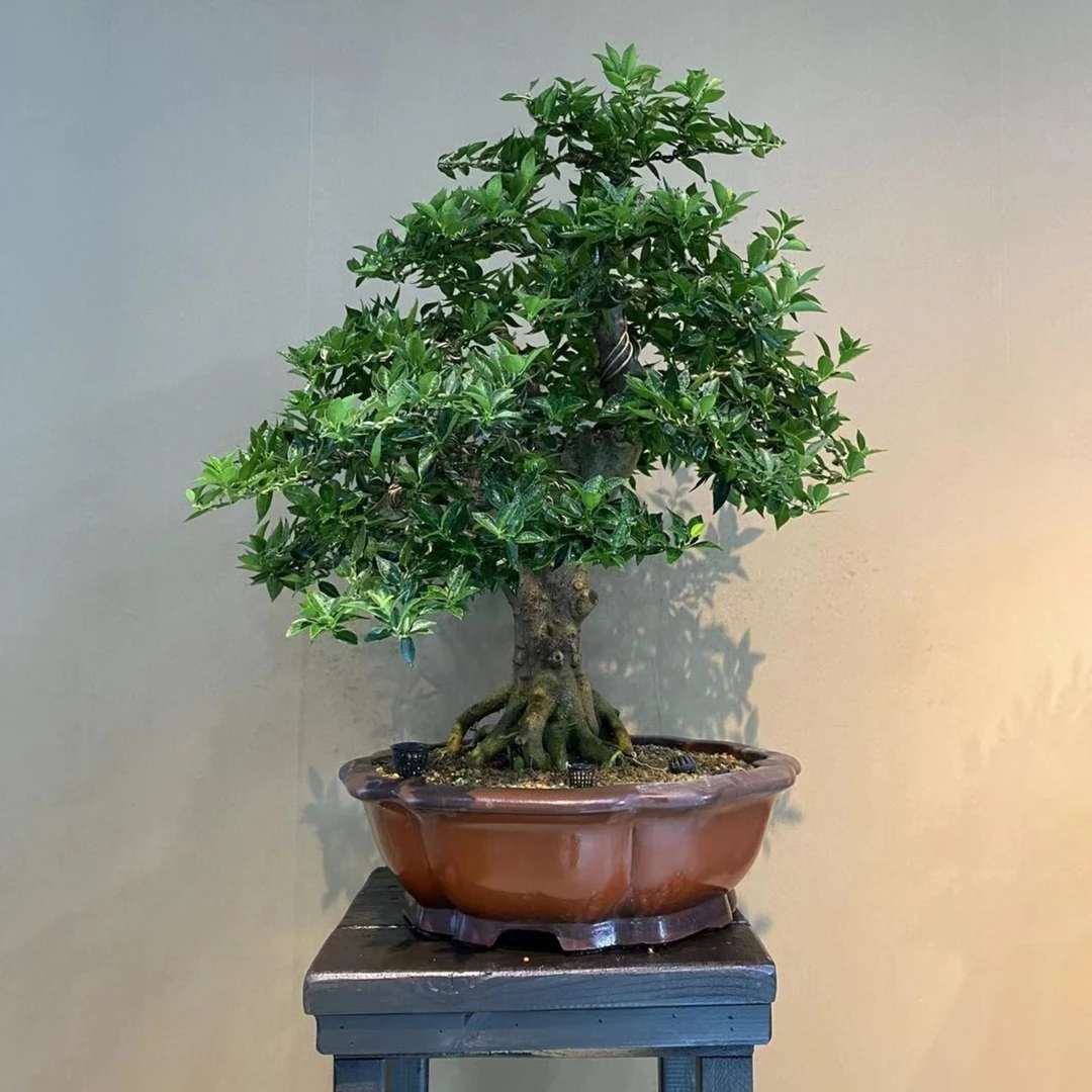 精品日本原生桩八房柑盆景