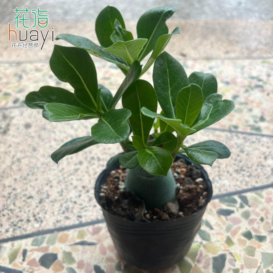 沙漠玫瑰植物花苗花卉绿植四季阳台庭院种植开花单瓣容易重瓣当年