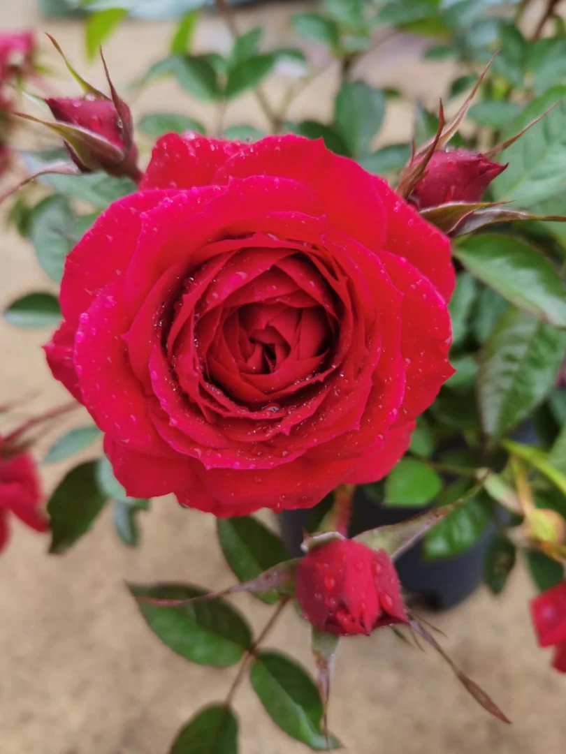 【红运】一加仑多棵缤纷自育丰花多头阳台微月月季花盆栽