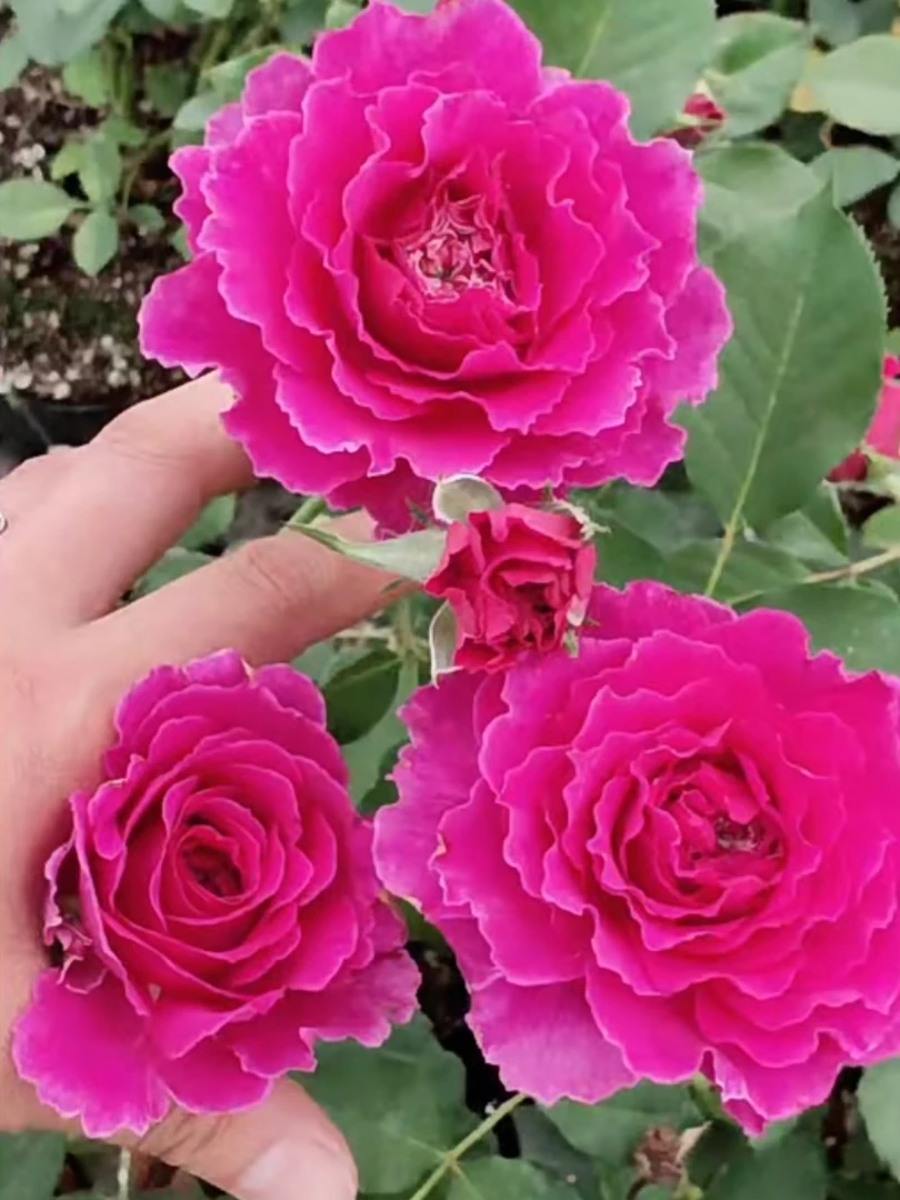 【草药】大花微型月季多季浓香波浪边阳台庭院好养护月季盆栽