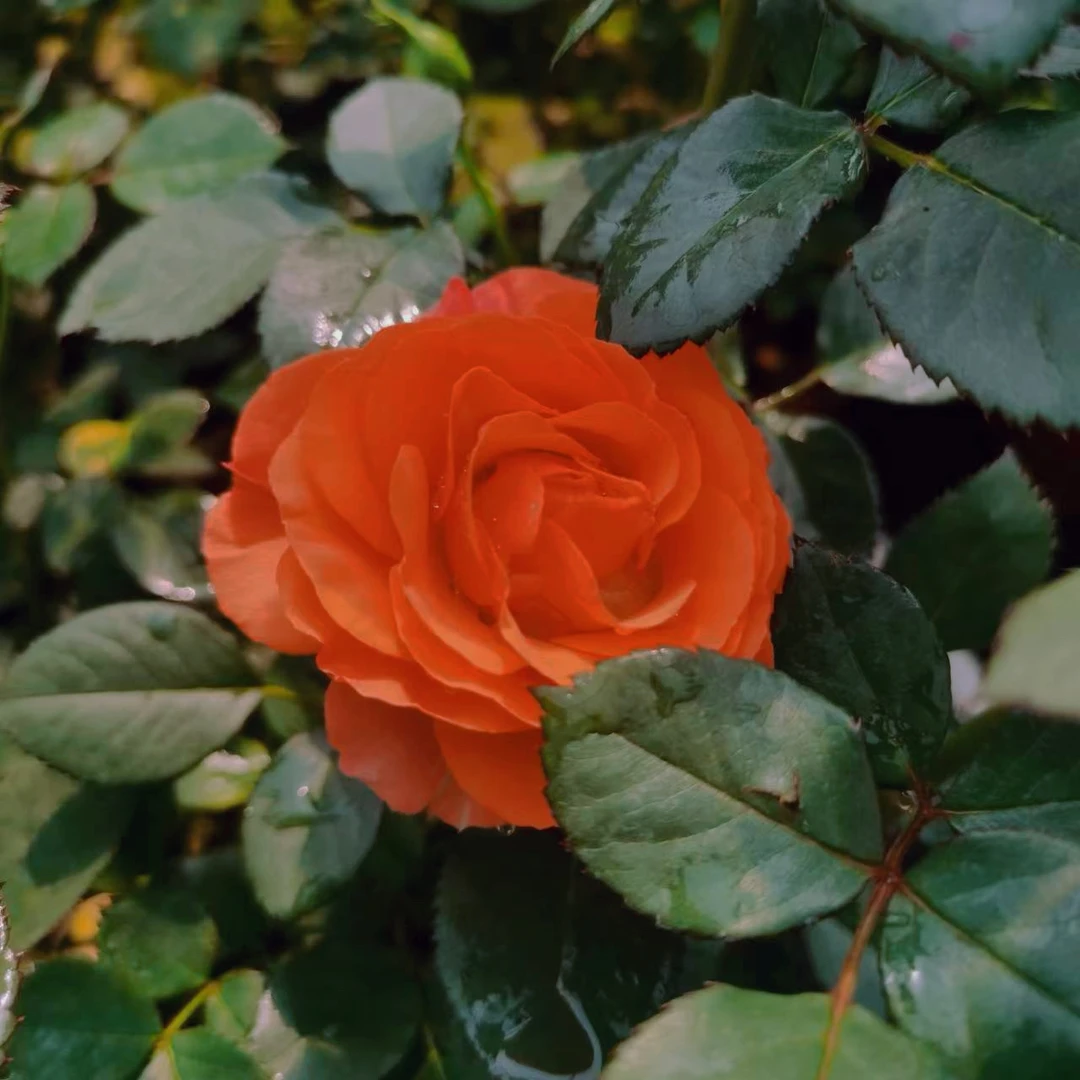 【金牛座】阳台庭院好养护抗病性强月季盆栽