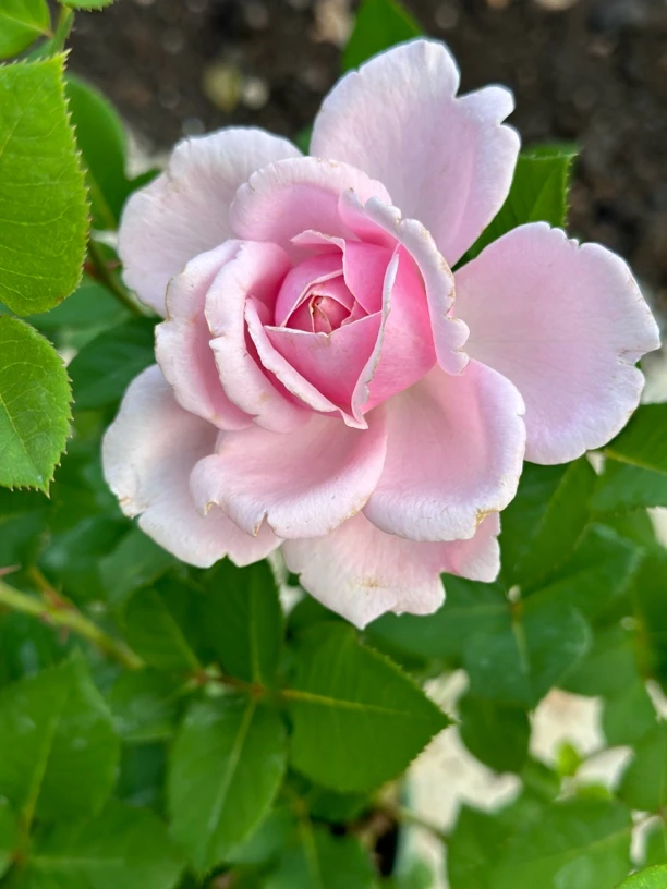 【索菲罗莎】1.5加仑多棵大盆浓香大花耐热耐高温月季花盆栽