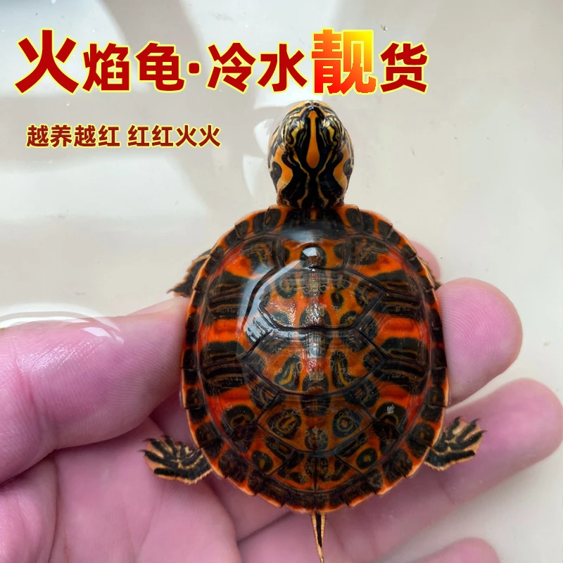 超萌好物宽纹火焰龟苗子混养深水龟碌吃粪素食宠物观赏冷水乌龟活