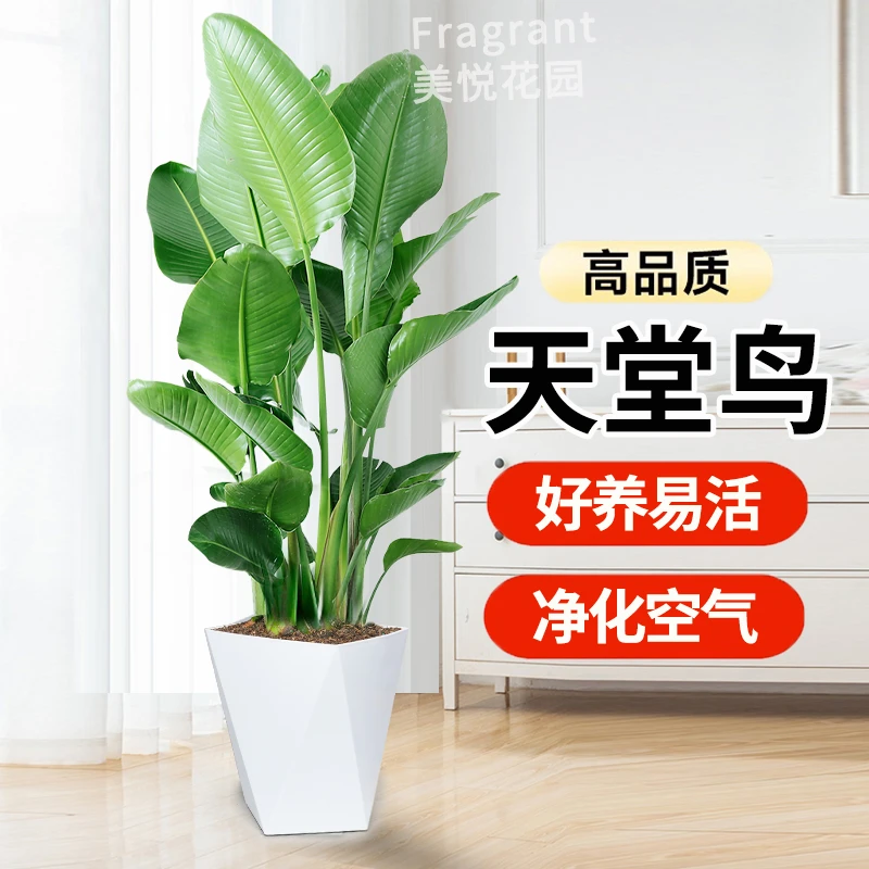 1.2-1.3米天堂鸟植物盆栽室内好养绿植盆栽室内批发直播第一名