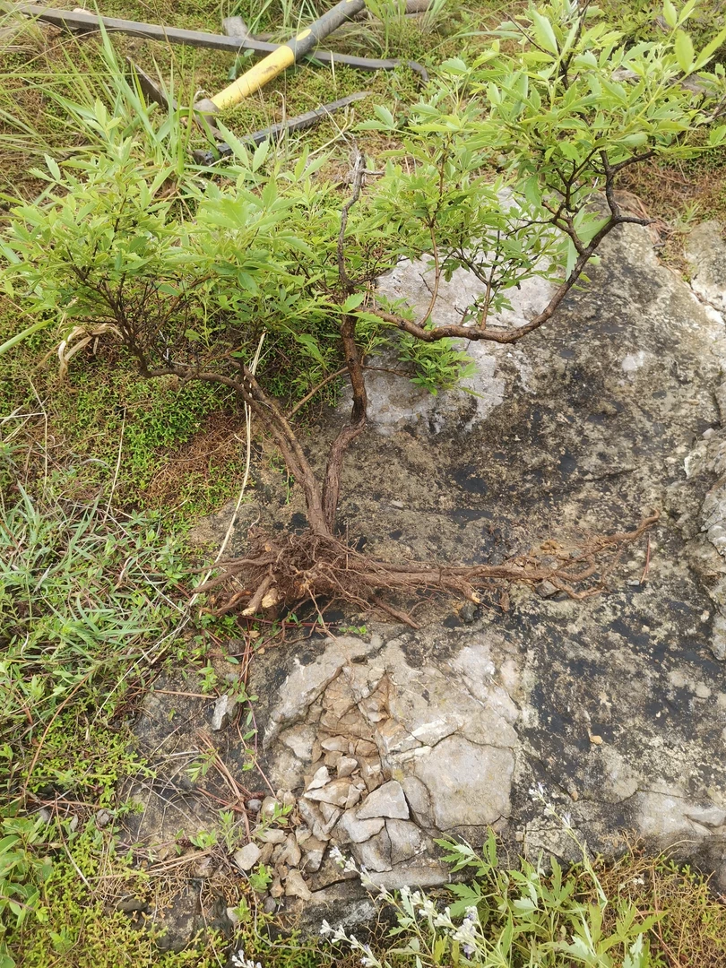 黄荆一物一拍以实物为准