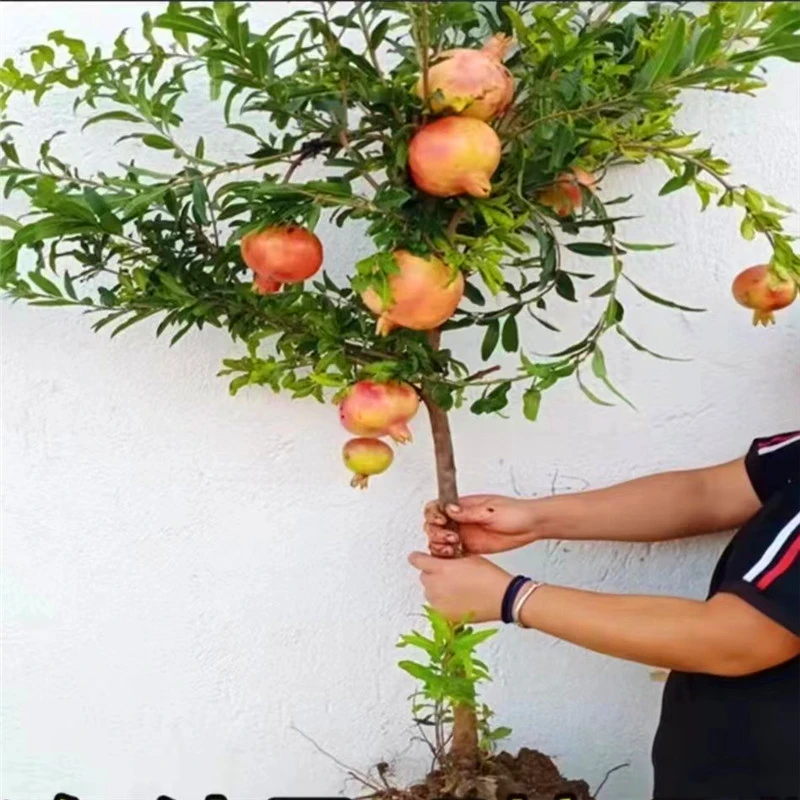 嫁接突尼斯软籽石榴苗蒙阳红甜石榴苗南方北方种植盆栽地栽石榴苗