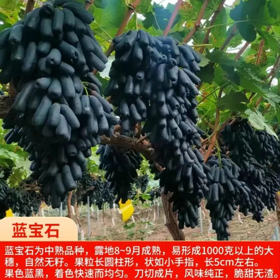 葡萄树苗阳光玫瑰蓝宝石嫁接无核抗寒盆栽地栽南北方种植果苗