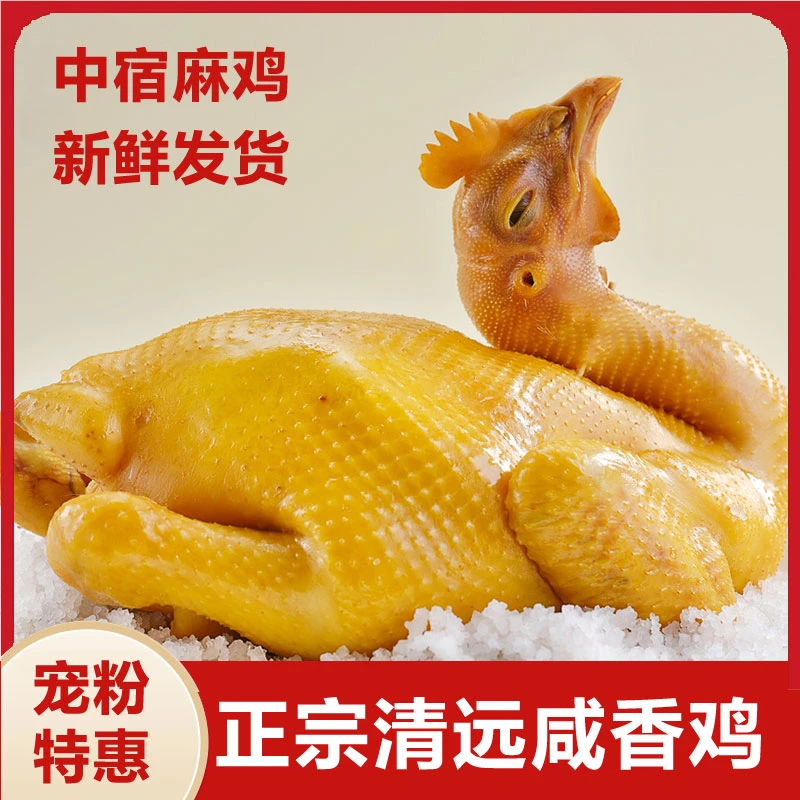 【特惠】正宗广东清远鸡新鲜优质农家广式盐焗咸香非老鸡220天