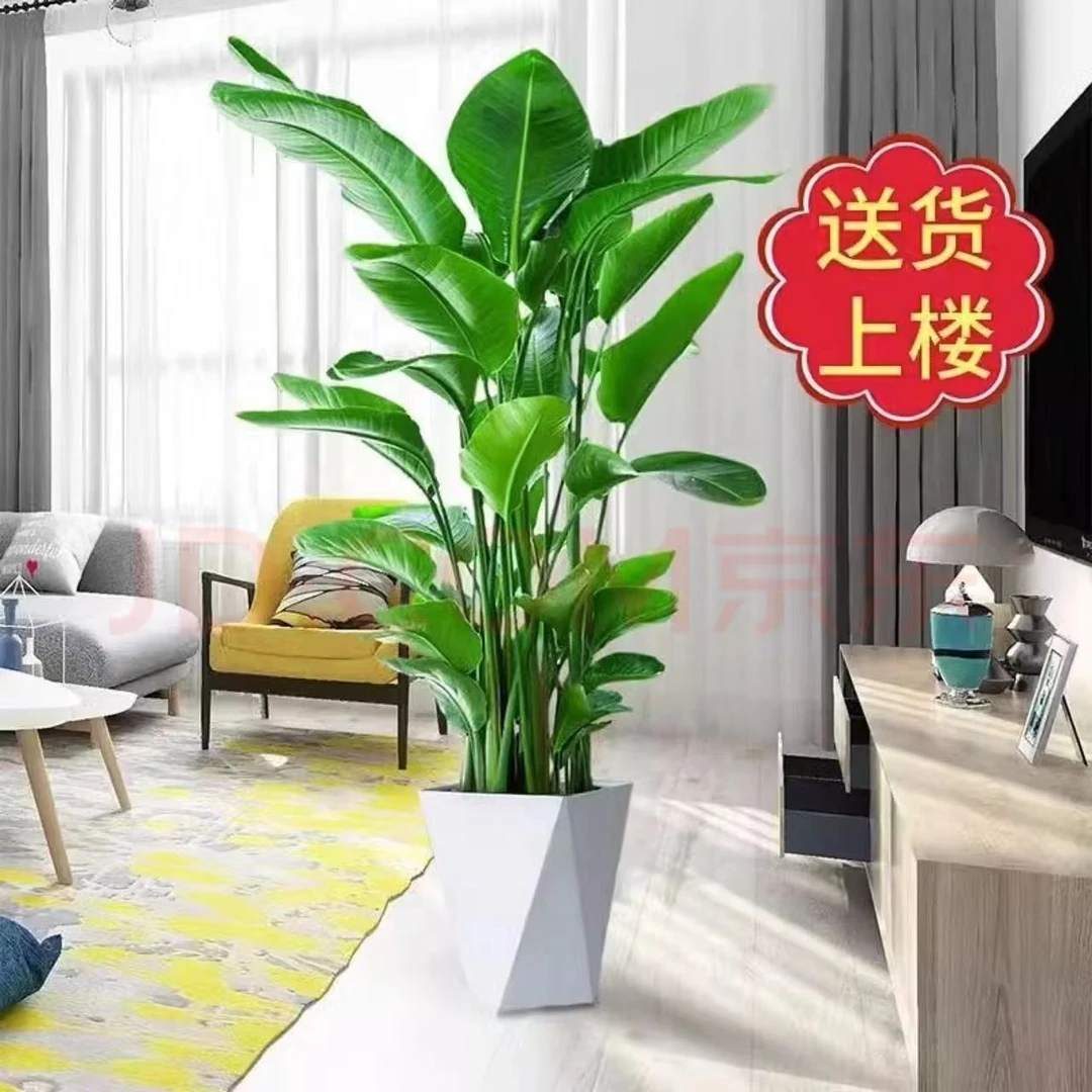 天堂鸟盆栽室内客厅大型绿植办公室大叶植物花卉鹤望兰去甲醛新房