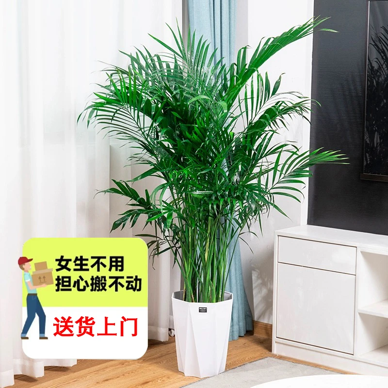 【亏米】1.6-1.8米富贵椰子散尾葵耐寒客厅阳台好养绿植【秋琦格调