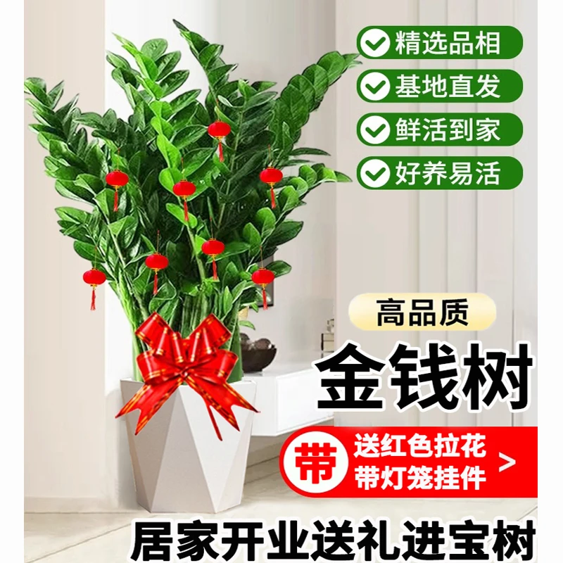 【亏米冲量】A+级金钱树71-80cm好养客厅办公室四季常青【秋琦格调