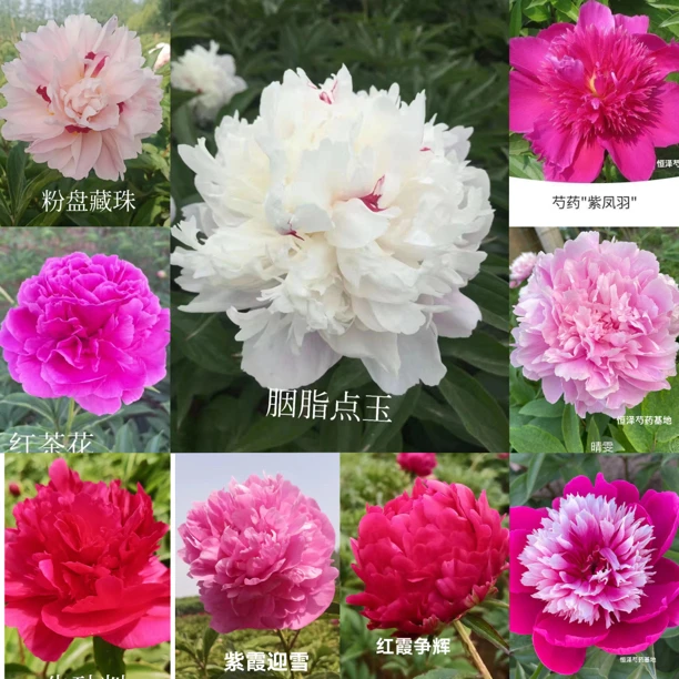 七夕百元7棵3-5芽芍药混色福利专项链接 正版大芍药