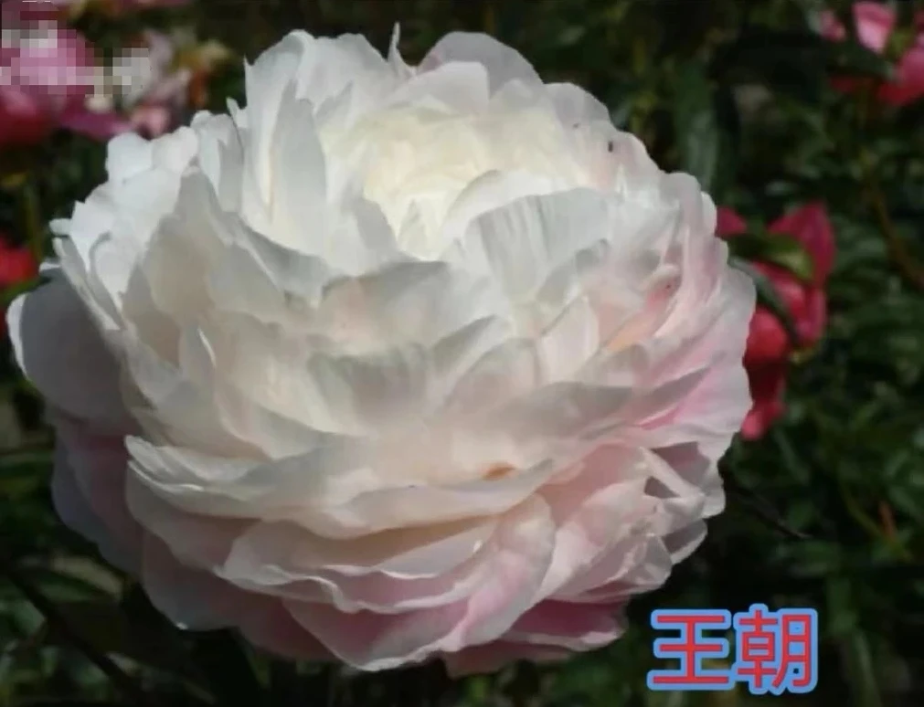 精品芍药王朝菏泽基地直发
