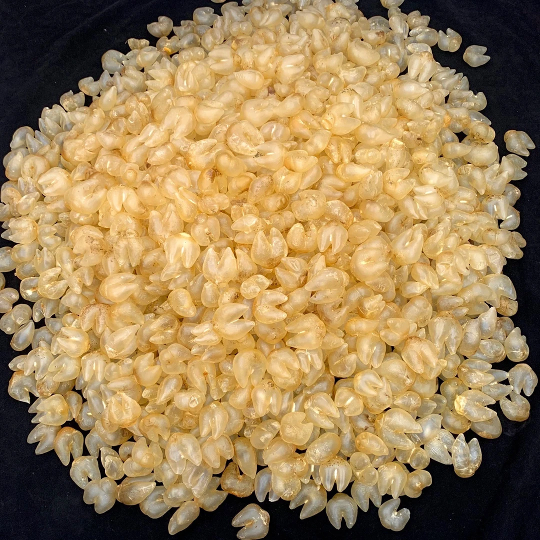 【博盛滋补行】精选鱼胶花胶 鸡泡鱼胶直播间现场称重100g-500g