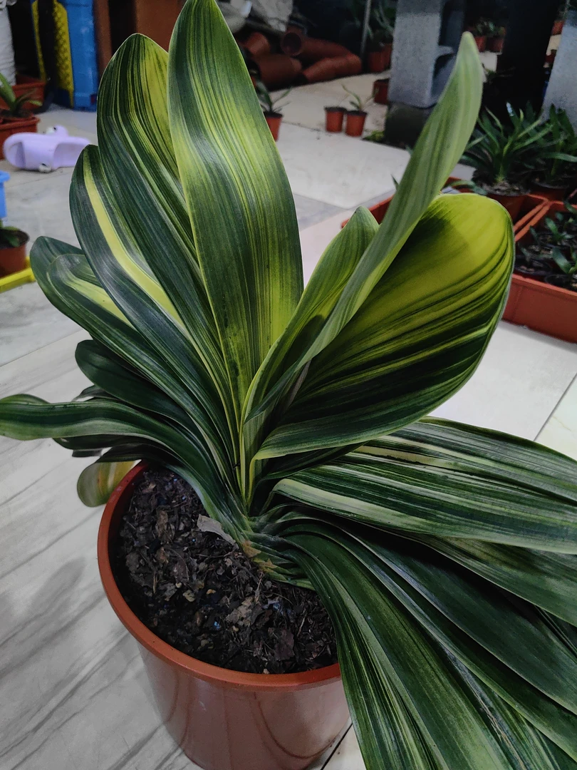 东北精品名贵特级君子兰佛光彩小苗绿植花卉盆栽