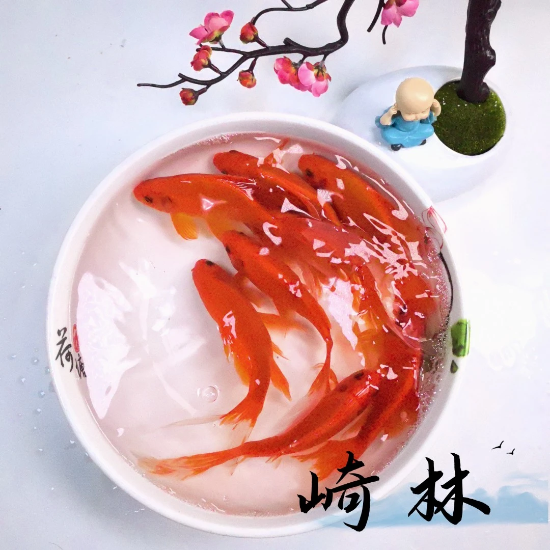 ②号【包邮包损】水族观赏鱼活体6条中国红鹦鹉2条黄鲤13-15CM