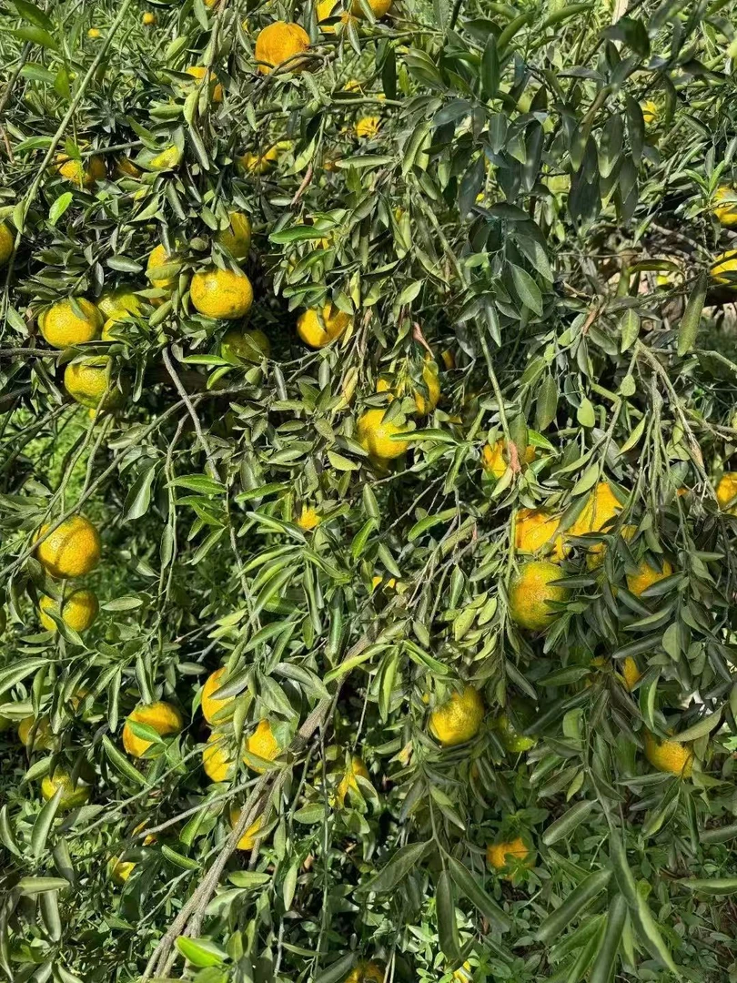 甘怡茗2024梅江大红圈枝鲜果