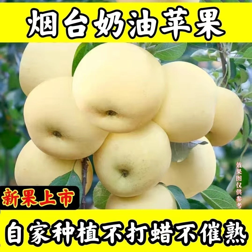 2024年新果奶油富士苹果新鲜现摘果园直发5/9斤装黄金苹果脆甜12