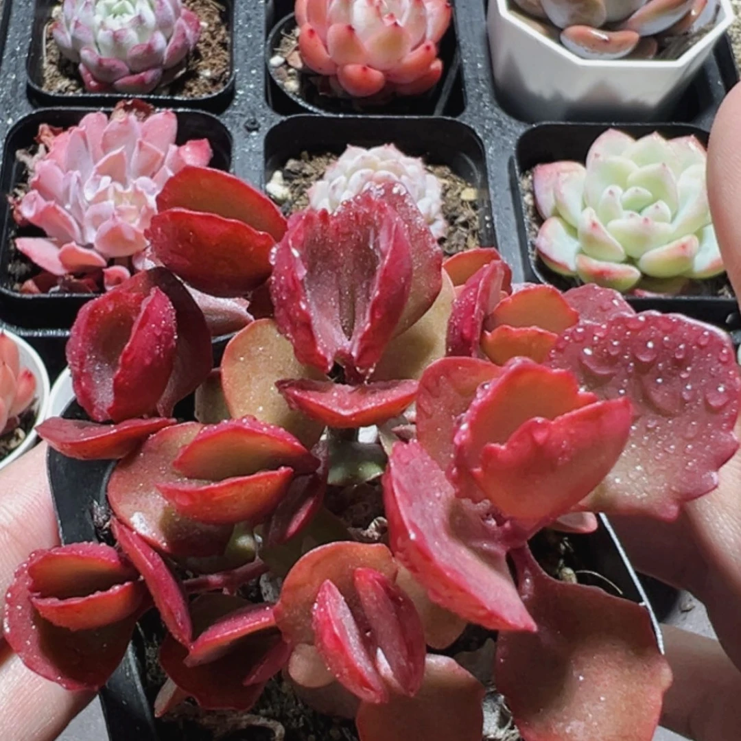 【闪购商品】丸叶珠莲【累计满9.9包邮发货】