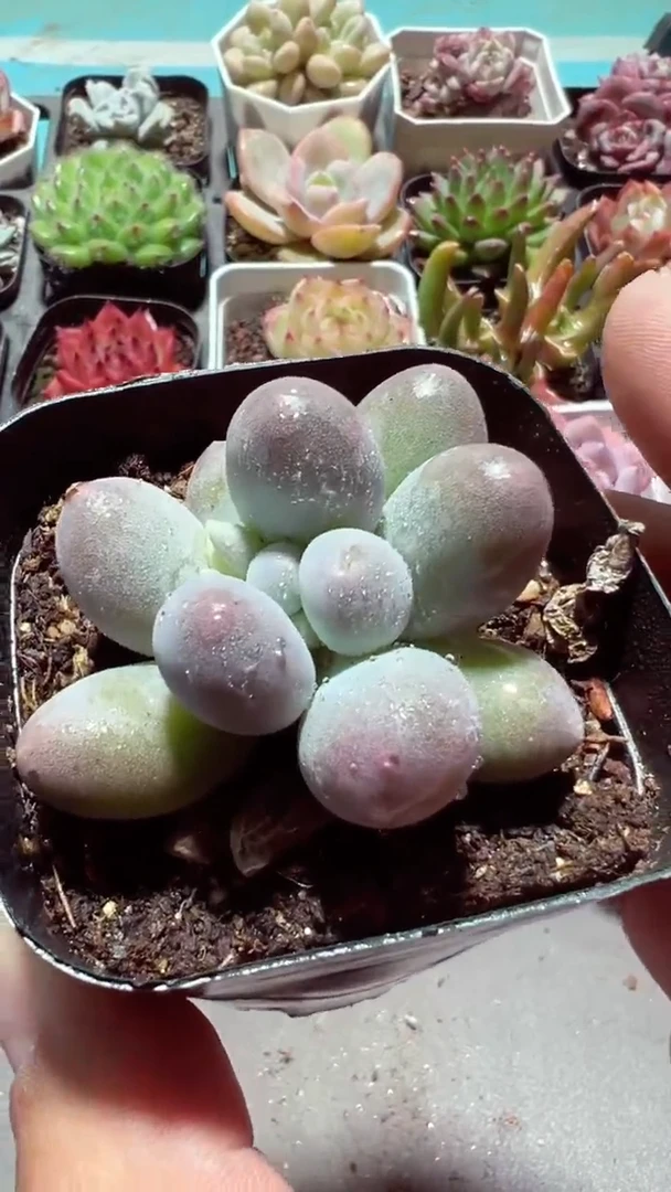 【闪购商品】汤圆【累计满9.9包邮发货】
