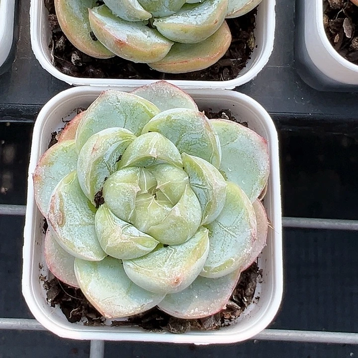 55精控胖虎【任意两单包邮发货】