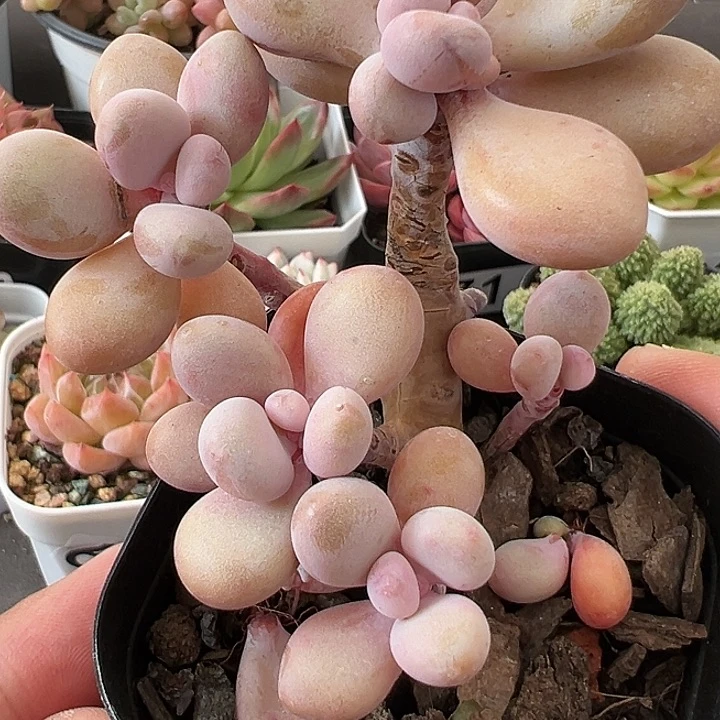 桃蛋【任意两单包邮发货】