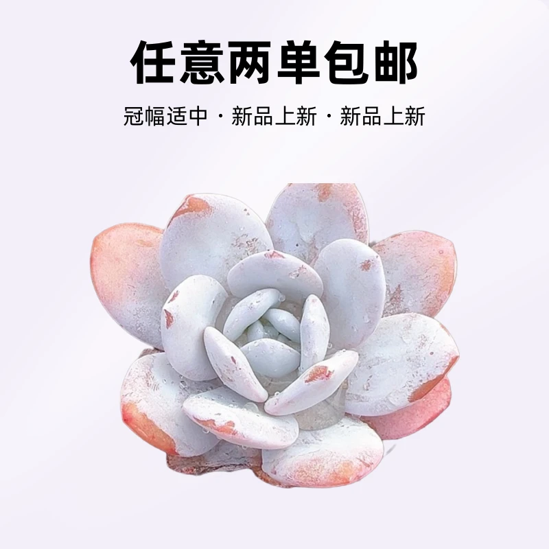 65盆口雪莲【任意两单包邮】香尔卉园艺