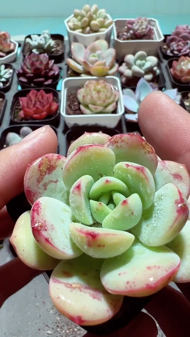 【闪购商品】香草【累计满9.9包邮发货】