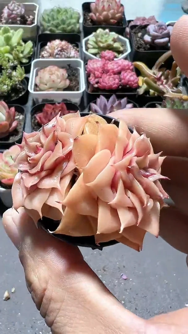 【闪购商品】琉璃翡翠【累计满9.9包邮发货】