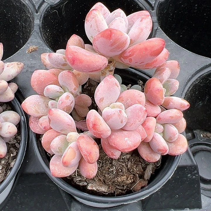 390号香水洛神【任意两单包邮发货】