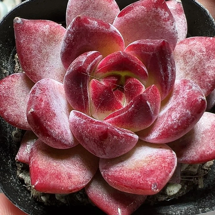 65盆口夜魔侠【两单包邮】