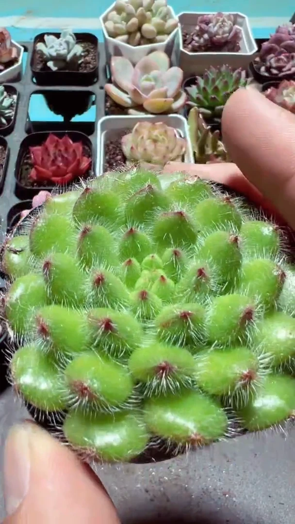 【闪购商品】黄金果【累计满9.9包邮发货】