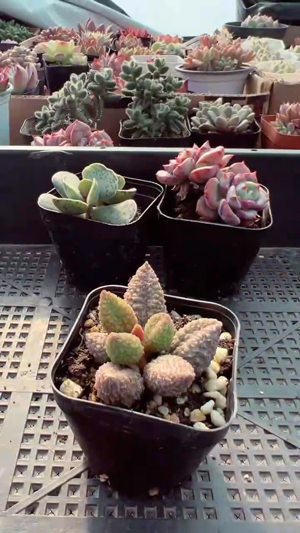 【闪购商品】荔枝皮【累计满9.9包邮发货】