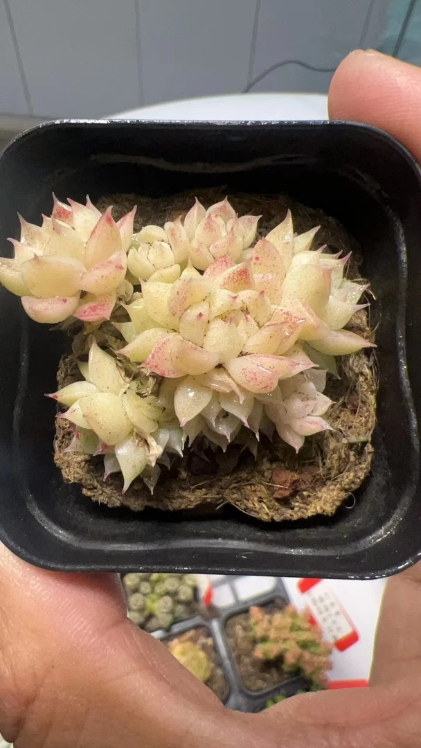 一Q麦秆【加购物车满9.9包邮发货】多肉植物
