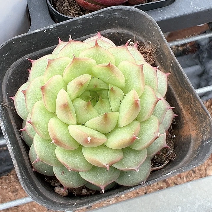 松果珍妮【任意两单包邮发货】