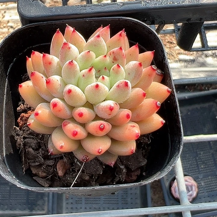 65盆口胖丁【任意两单包邮发货】