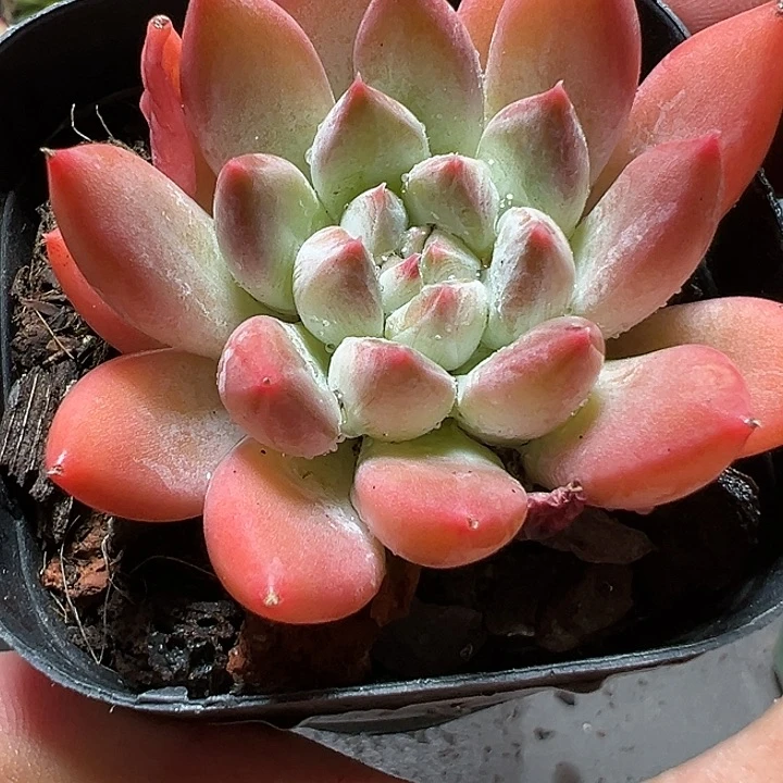 334号哥特萝莉【任意两单包邮发货】