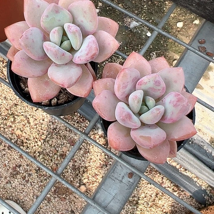 花斑露两颗【任意两单包邮发货】