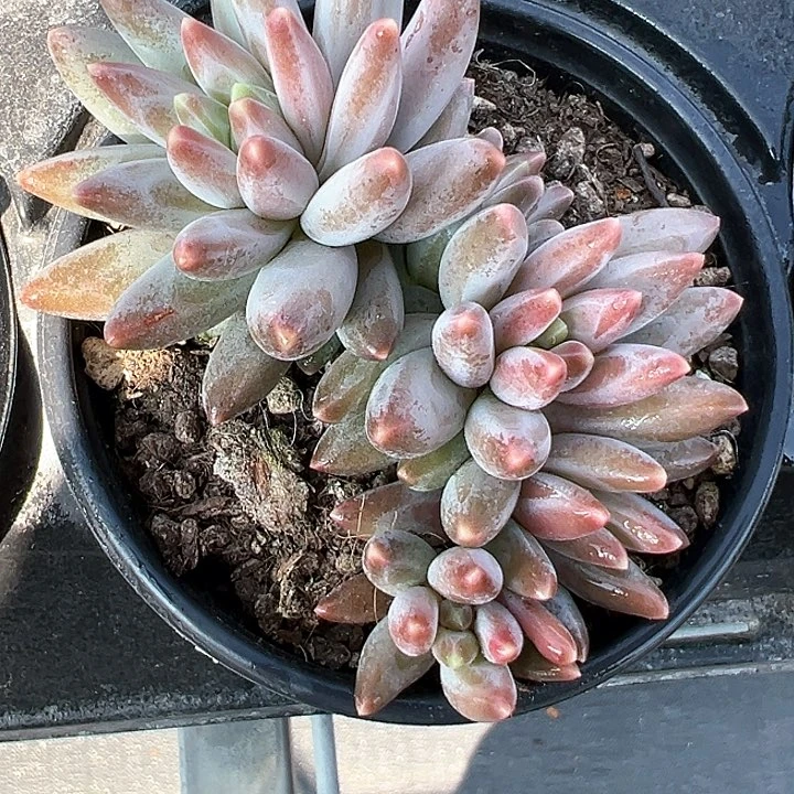 90盆口绿茸美人【任意两单包邮发货】