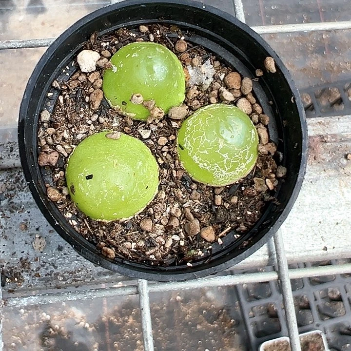 E***y灯炮3颗【任意两单包邮发货】