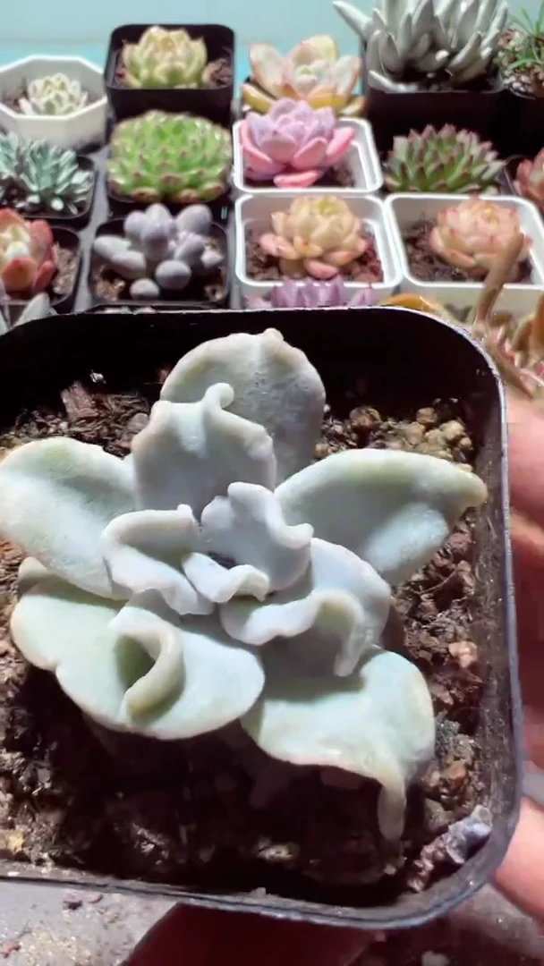 【闪购商品】白饺子皮【累计满9.9包邮发货】