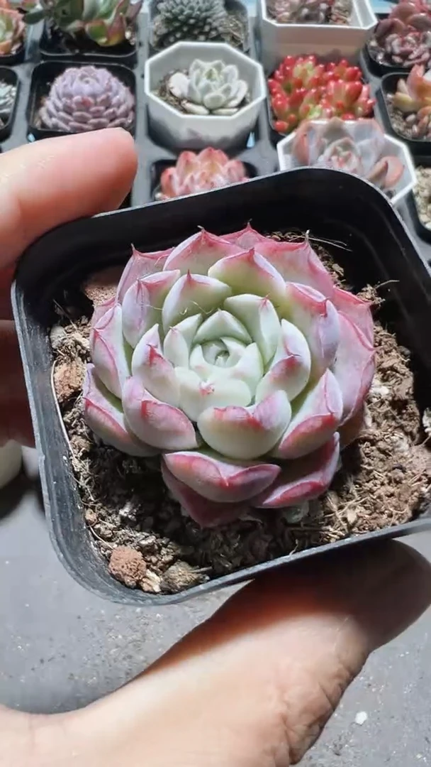 【闪购商品】沁心多肉【累计满9.9包邮发货】