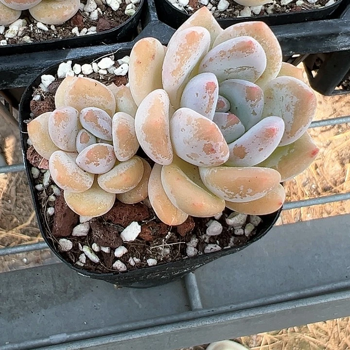 65双头香水梦露【任意两单包邮发货】