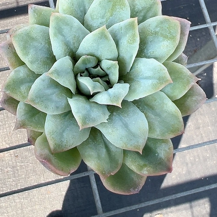 90盆口泡泡沙群【任意两单包邮发货】